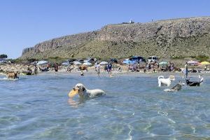 ‘Costa Blanca Pet Friendly’: el sello con el que el Patronato busca impulsar el turismo con mascotas