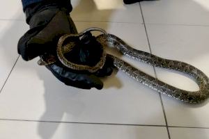 Encuentran una serpiente en un hotel de Sant Joan d'Alacant