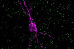 Descobreixen que hi ha neurones joves en l’escorça cerebral d’humans adults