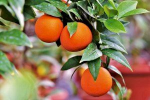 Andalusia multiplica la superfície de tarongers i mandariners mentre la Comunitat Valenciana perd 30.000 hectàrees