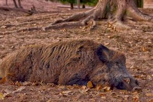 Ganaderos valencianos en alerta para evitar la entrada de la peste porcina africana
