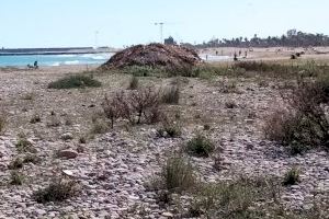 Acumulación de algas y falta de limpieza: Así están las playas de Burriana