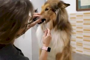 Con más de 4.000 perros registrados genéticamente, Paterna se convierte en la 2ª ciudad de España con mayor censo de ADN canino