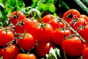 Agricultores de la Comunitat Valenciana, claves en la historia del tomate