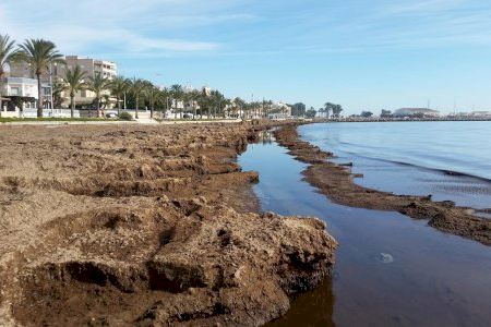 Santa Pola pide a la Generalitat una excepción para poder limpiar de algas sus playas