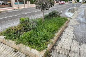 Miguel Alcalde denuncia la falta de manteniment i cura de les zones enjardinades de la ciutat