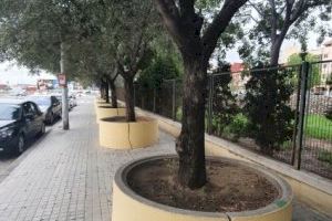 L'Ajuntament trasplanta 10 oliveres crescudes en jardineres de Castellar a una zona enjardinada en el bulevard Sud