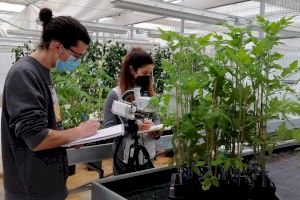 Un equip d'investigació de l'UJI estudia nous mecanismes per a aconseguir cultius més tolerants al canvi climàtic