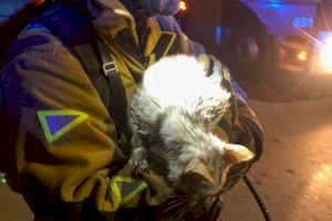 Rescaten a un gat d'un incendi en un habitatge d'Alacant