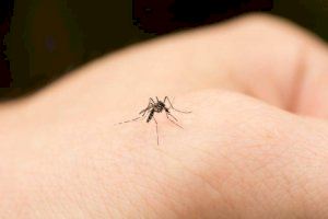 El PP advierte que los mosquitos "ya pican” en Burriana
