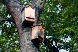 Podemos Elche propone la instalación de cajas nido para murciélagos como parte de la estrategia de lucha contra los mosquitos