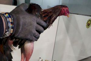 Rescatats a Alaquàs dos galls de baralla que presentaven mutilacions