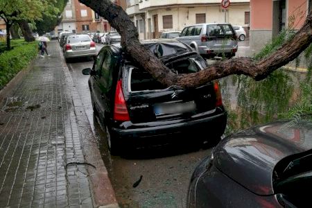 Cae un árbol en Burriana y destroza dos vehículos