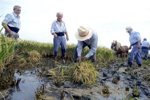 Los agricultores piden frenar la entrada de arroz asiático a la C.Valenciana