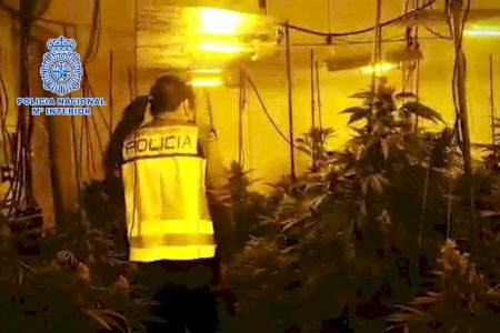 Localitzades més de 4.200 plantes de marihuana en diverses naus industrials d'Alacant