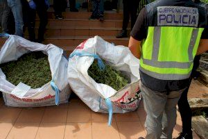 Desarticulada una red que cultivaba 3.000 plantas de marihuana en ocho viviendas valencianas