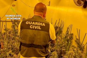 Detienen a un hombre en Llíria por tener 200 plantas de marihuana en un chalet