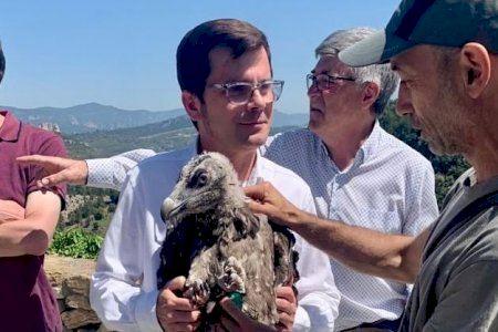 Transición Ecológica libera en la Tinença a dos nuevos quebrantahuesos procedentes de Andalucía y Austria