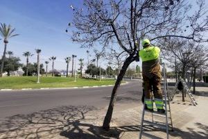 Alicante activa en 23.000 árboles la campaña de control biológico de plagas por la subida de temperaturas