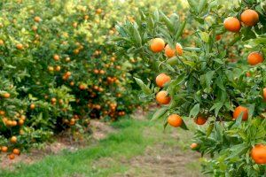 Europa acepta el tratamiento en frío para la importación de naranjas
