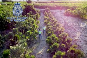 Detenido por robar 400 palmeras valoradas en 120.000 euros en Orihuela