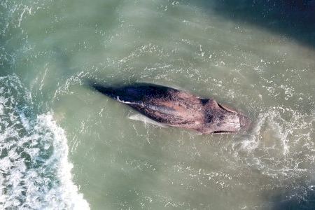 Muere una ballena varada en la playa de Tavernes de la Valldigna