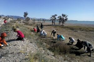 Nueva temporada de renaturalización de playas para el chorlitejo patinegro en Valencia y Castellón