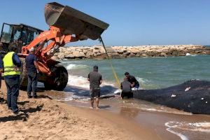 L’àrea de Medi Ambient de la Diputació coordina la retirada de la balena de Tavernes de la Valldigna