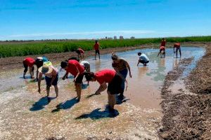 Los arrozales vuelven al Prat de Cabanes-Torreblanca 30 años después