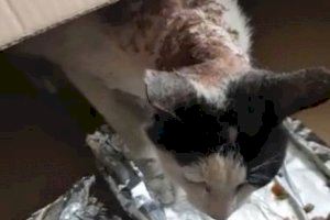 Brutalidad: Queman con ácido a un gato en Burriana