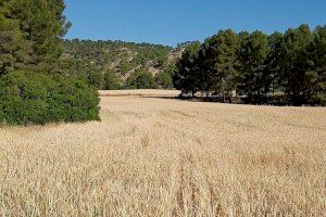 Los agricultores valencianos advierten de que el calor ha echado a perder el 25% de la cosecha del cereal