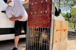 Llega a Villena un mono rescatado en Ucrania tras fallecer su propietario en la guerra