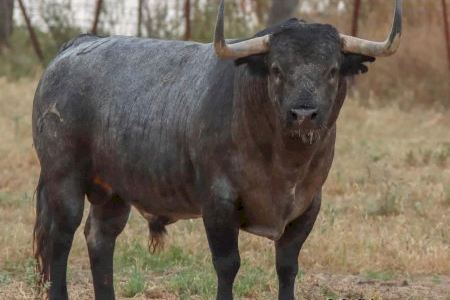 Burriana exhibirá un toro de Partido Resina para las fiestas de Santa Bárbara