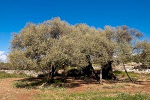 La UNIÓ denuncia que la proposta d'ajudes a l'olivar tradicional del Ministeri és pràcticament inservible per a la Comunitat Valenciana