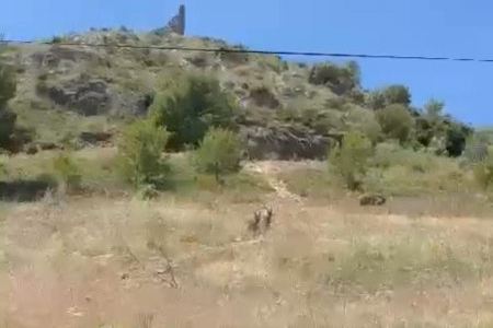 VIDEO | Vistas un par de cabras junto al casco urbano de La Vilavella