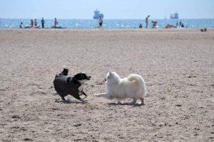 MAPA | Estas son las playas para mascotas de la Comunitat Valenciana