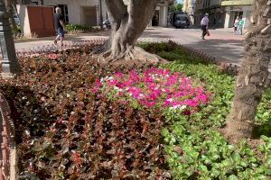 ACTÚA adorna amb 5.000 plantes els parterres i jardins d’Alzira de cara a les festes patronals
