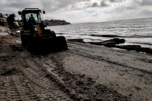 El concejal Rafa Galvañ inspecciona la Playa de L’Almadrava y la cala Morro Blanc y comienza la retirada de algas