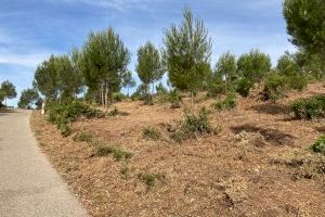 L’Ajuntament completa al paratge de Sant Esteve les neteges de pins proposades a “Ontinyent Participa"