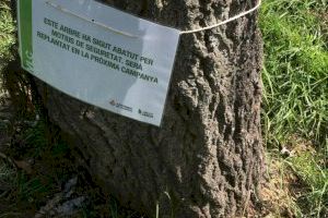Giner denúncia "el descontrol en la poda d'arbres i que els escocells s'han convertit en focus de brutícia"