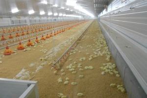 LA UNIÓ de Llauradors i Ramaders denuncia que el precio del pollo se dispara un 164 % de la granja a los supermercados