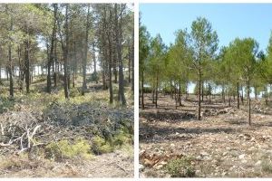 Las empresas forestales de la Comunidad Valenciana destacan su labor preventiva ante la nueva temporada de incendios