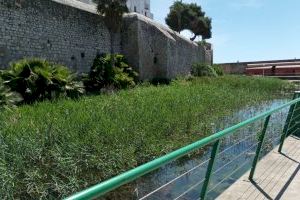 El Ayuntamiento de Peñíscola denuncia la falta de mantenimiento y limpieza en la balsa portuaria por parte de Generalitat