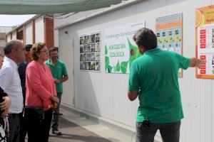 Burriana amplia la batalla biològica contra el cotonet amb un insectari en el municipi