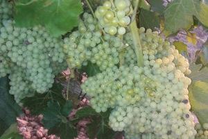 Los viñedos para cavas muestran uvas sanas por las buenas condiciones atmosféricas
