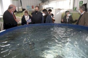 Diputación y CSIC ofrecen dos becas en el Instituto de Acuicultura Torre la Sal para la investigación acuícola