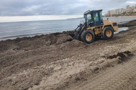Las playas de la Zofra y L’Almadrava concentran esta semana las labores de limpieza y retirada de algas