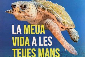 Sueca se suma a la campanya “Tortugues en el Mediterrani 2022”