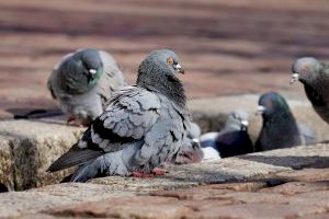 El Partido Popular exige al Gobierno que actúe ante la proliferación de palomas en Gandia