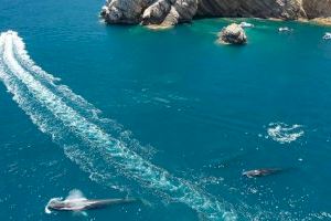 Alertan sobre la persecución de las embarcaciones de recreo a las ballenas en las costas valencianas